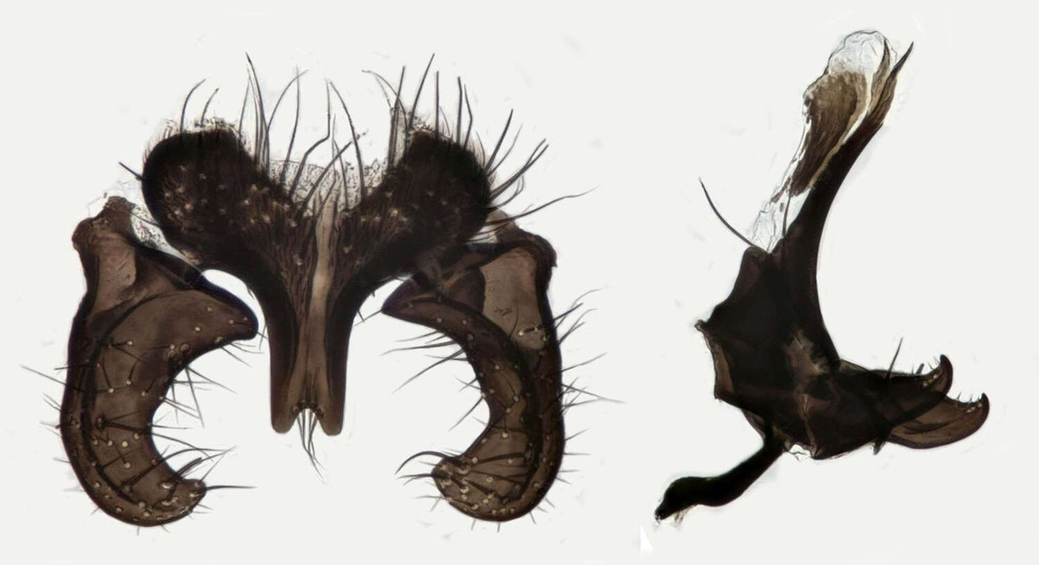 Imagem de Egle ciliata (Walker 1849)