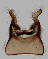 Image of Anthomyia confusanea Michelsen 1985