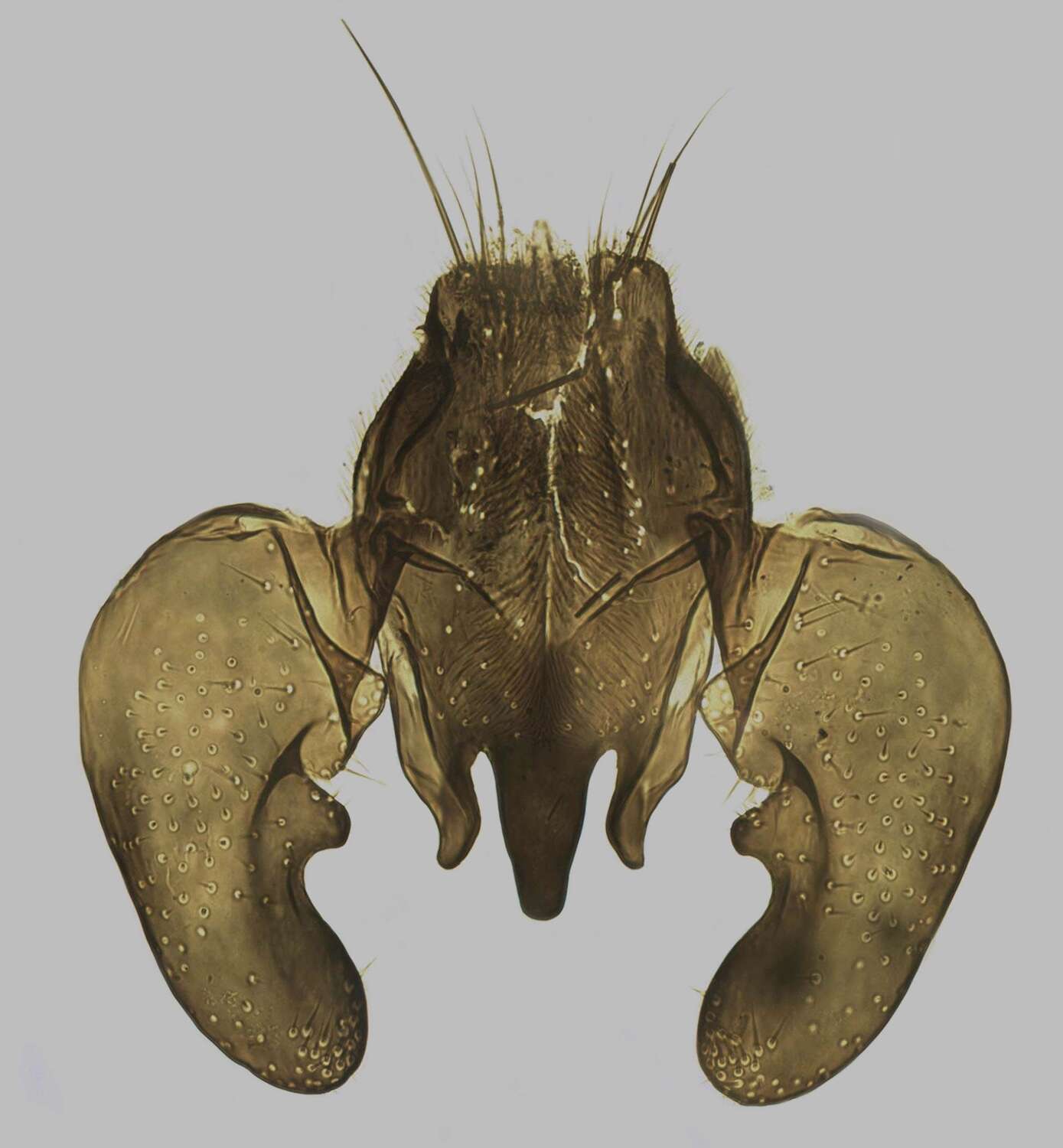 Image of Botanophila fugax (Meigen 1826)