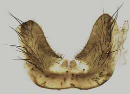 Sivun Botanophila fugax (Meigen 1826) kuva
