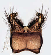 Image of Botanophila discreta