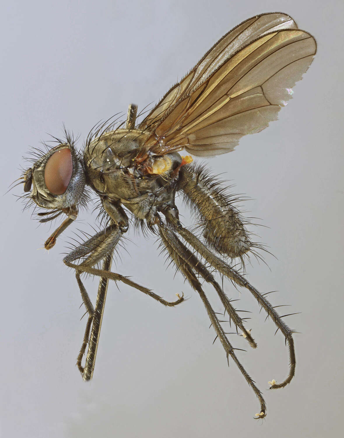 Image of Botanophila discreta