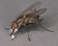 Image of Anthomyia confusanea Michelsen 1985