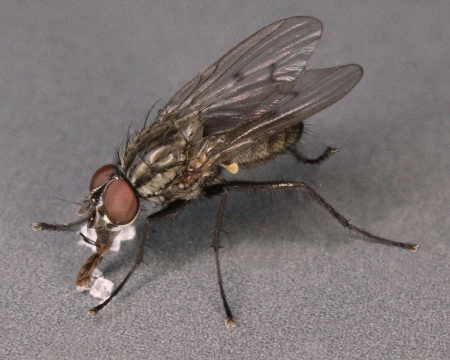 Image of Anthomyia confusanea Michelsen 1985