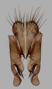 Image of Anthomyia confusanea Michelsen 1985