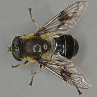 Image of Eristalis rupium Fabricius 1805