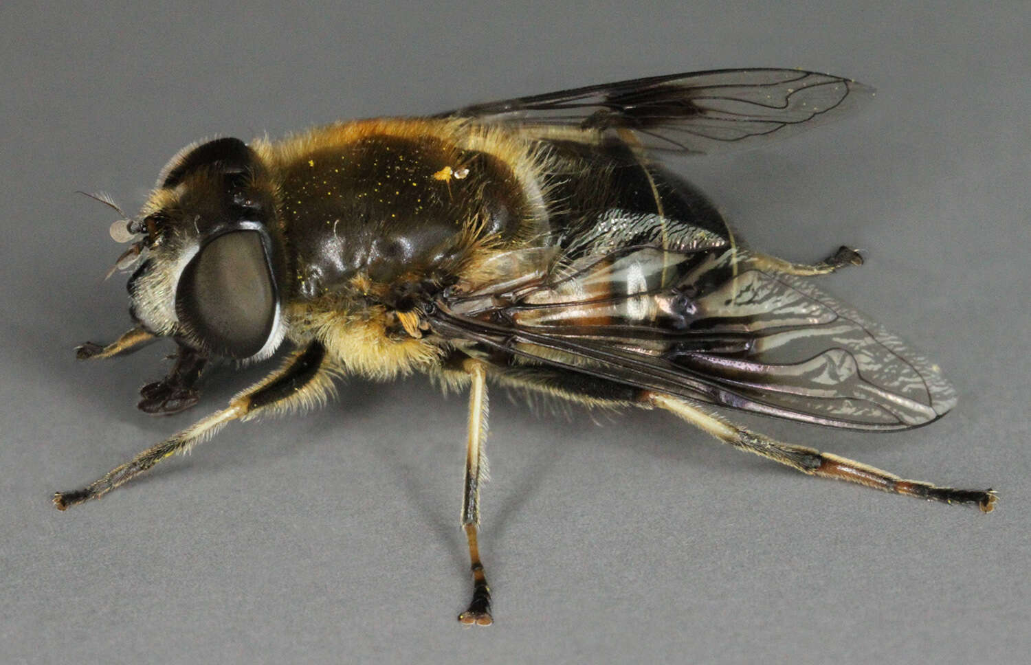 Image of Eristalis rupium Fabricius 1805