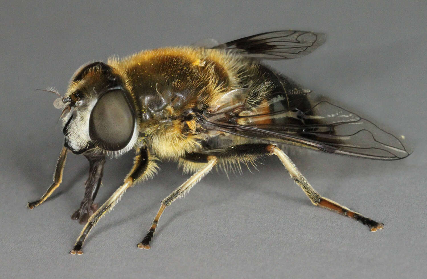 Image of Eristalis rupium Fabricius 1805