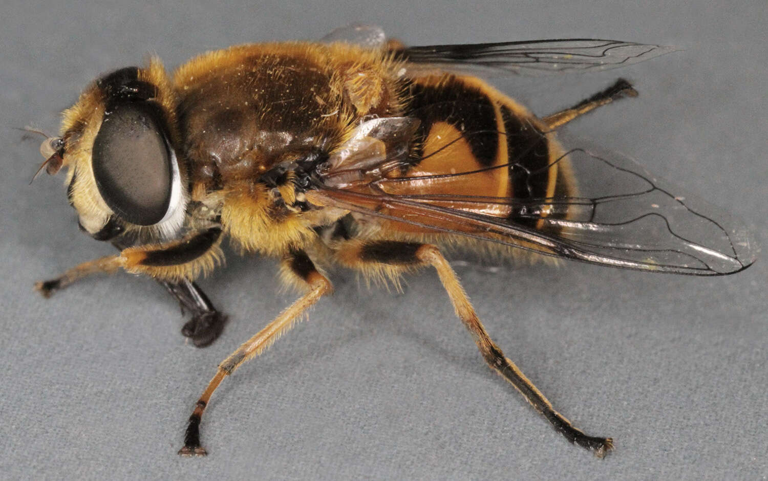 Image of <i>Eristalis horticola</i>