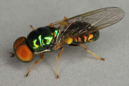 Image of Soldier fly