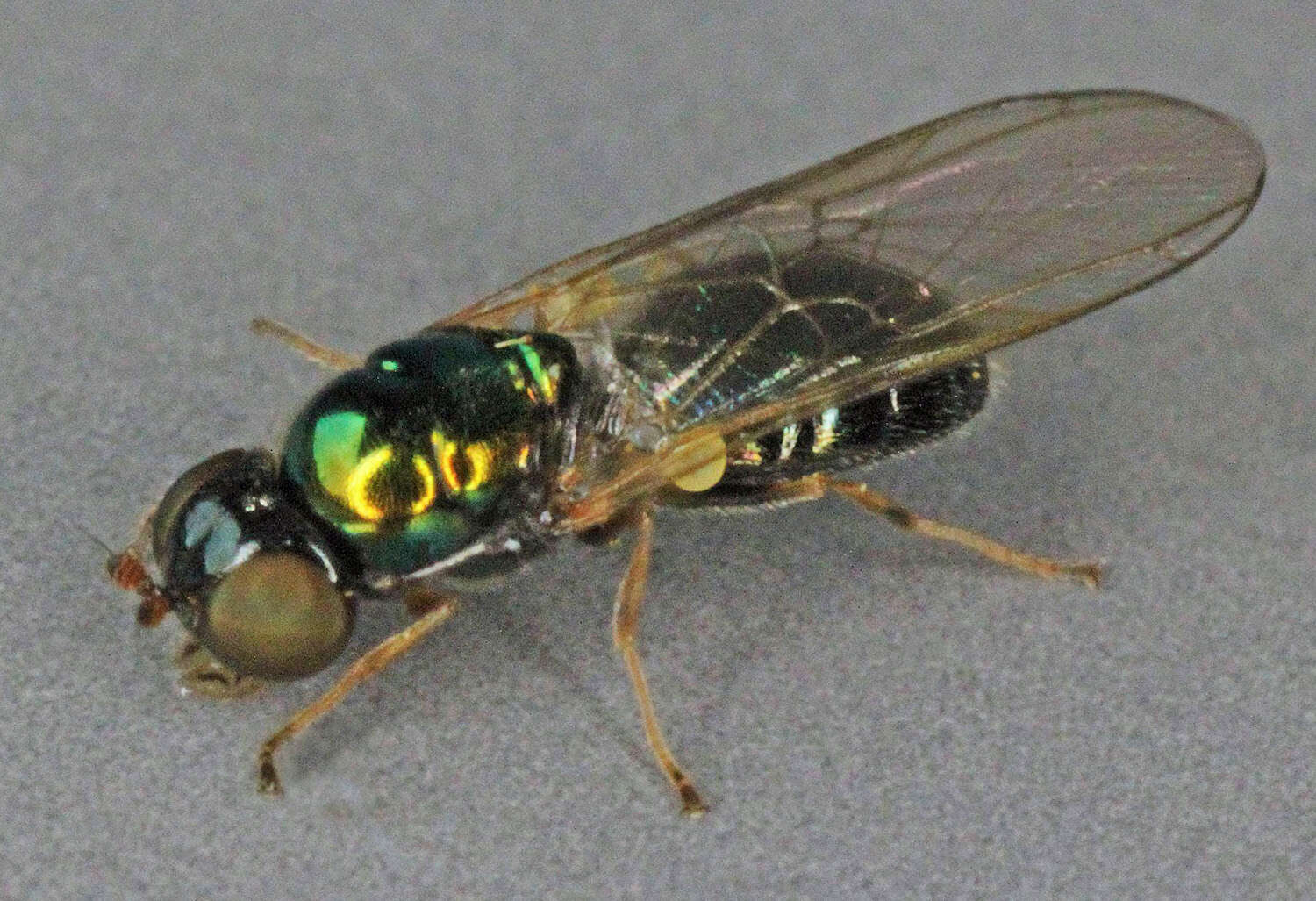 Image of Microchrysa cyaneiventris (Zetterstedt 1842)