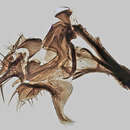Image de Leptocera fontinalis (Fallen 1826)