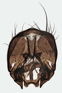 Image of Fannia lepida (Wiedemann 1817)