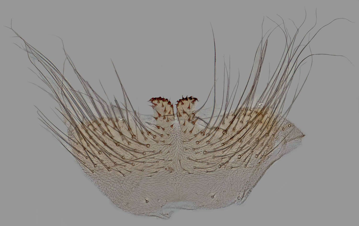 Image of Scathophaga suilla (Fabricius 1794)