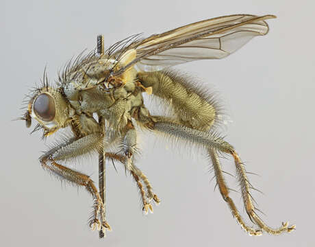 Image of Scathophaga litorea (Fallen 1819)