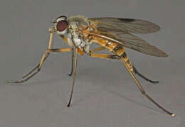 Image of Small Fleck-winged Snipe Fly