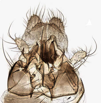 Image of Mycomya cinerascens (Macquart 1826)