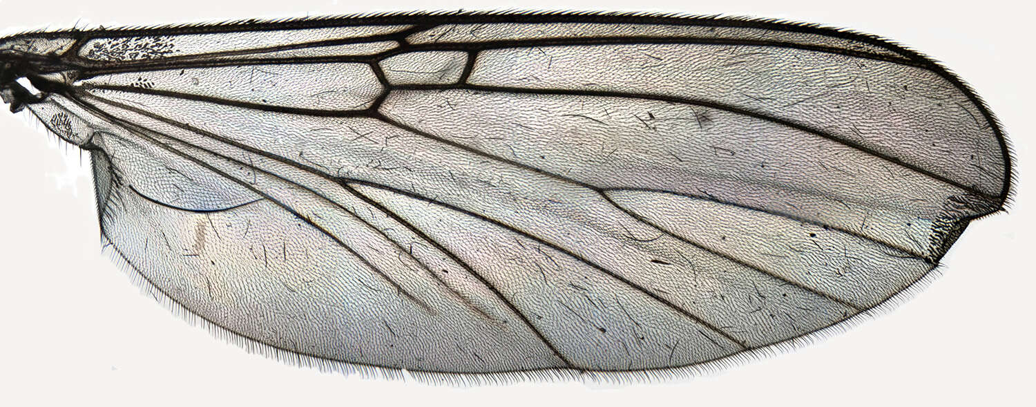 Image of Mycomya cinerascens (Macquart 1826)