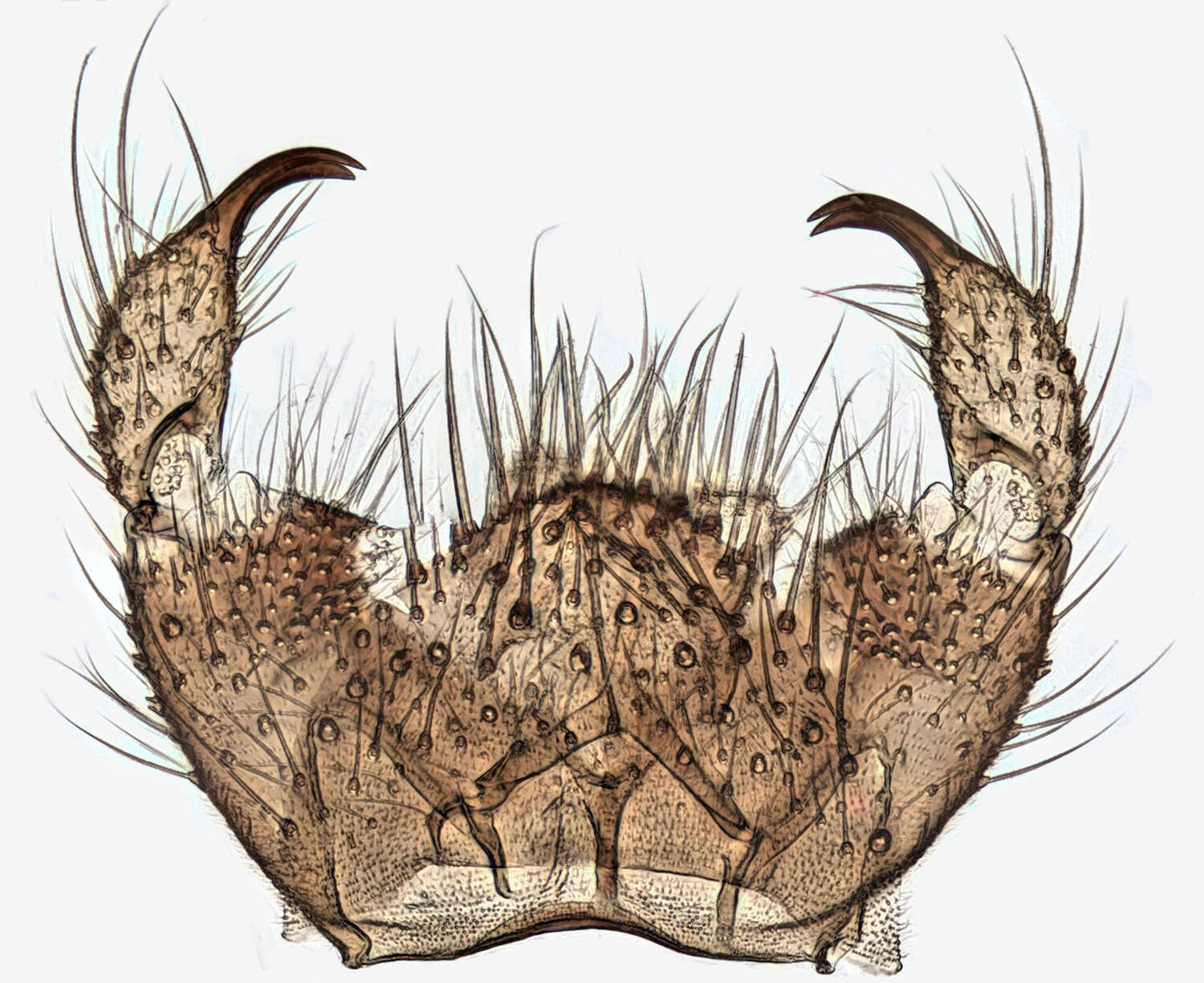 Image of Diadocidia ferruginosa (Meigen 1830)