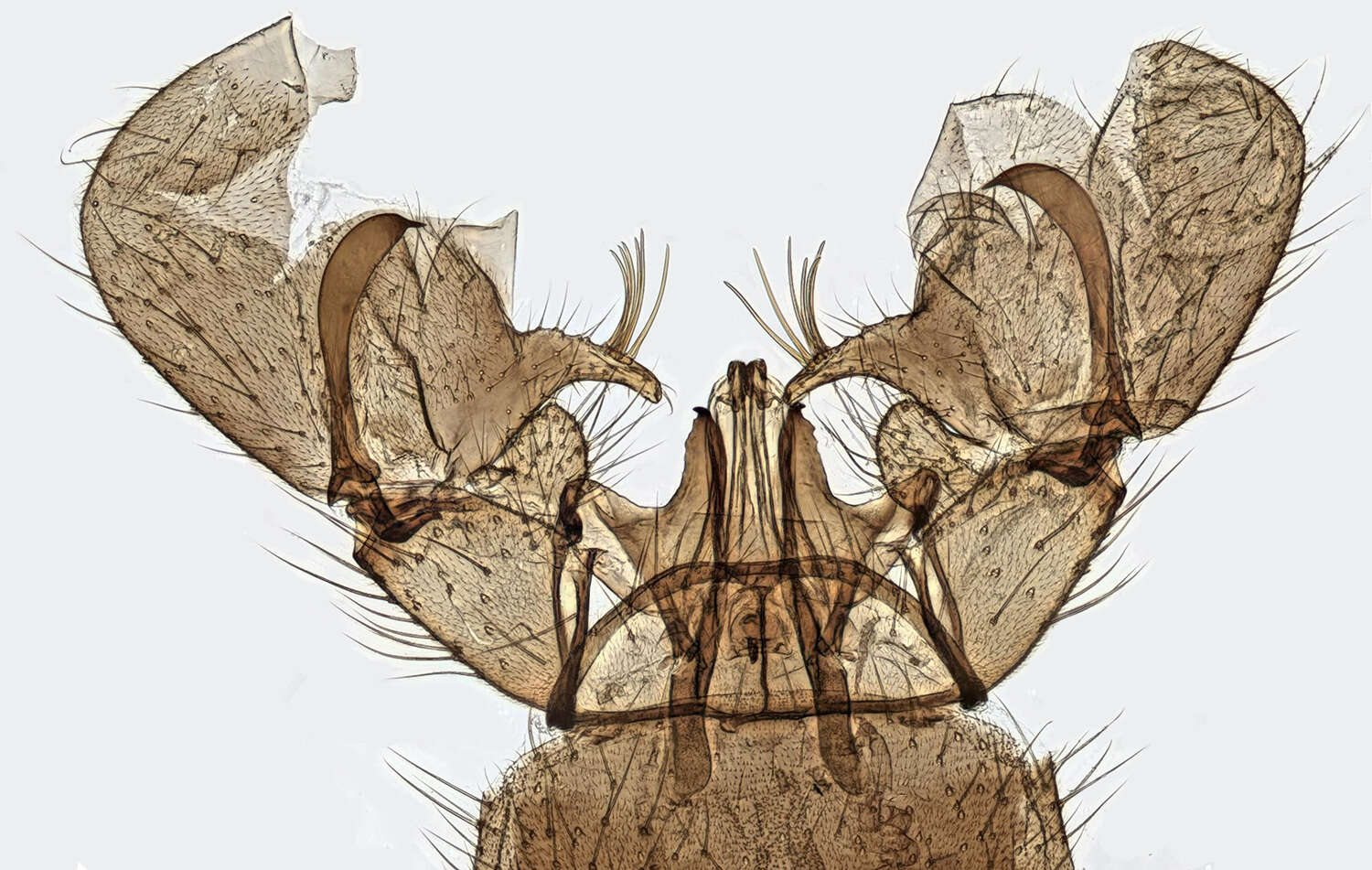 Image of Rhipidia (Rhipidia) maculata Meigen 1818