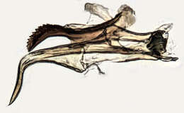 Tasiocera (Dasymolophilus) murina (Meigen 1818) resmi