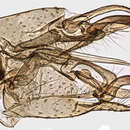 Image of Molophilus (Molophilus) appendiculatus (Staeger 1840)
