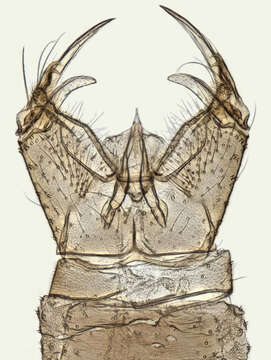 صورة Cheilotrichia (Empeda) cinerascens (Meigen 1804)