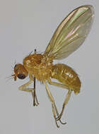 Image of Fly