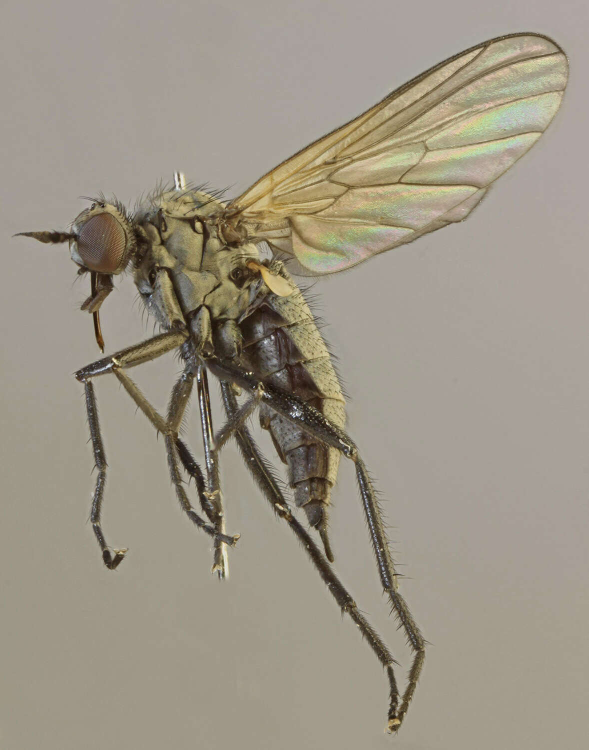 Image of Rhamphomyia simplex Zetterstedt 1849