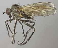 Image of Rhamphomyia nitidula Zetterstedt 1842