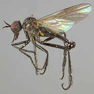 Image of Rhamphomyia nitidula Zetterstedt 1842