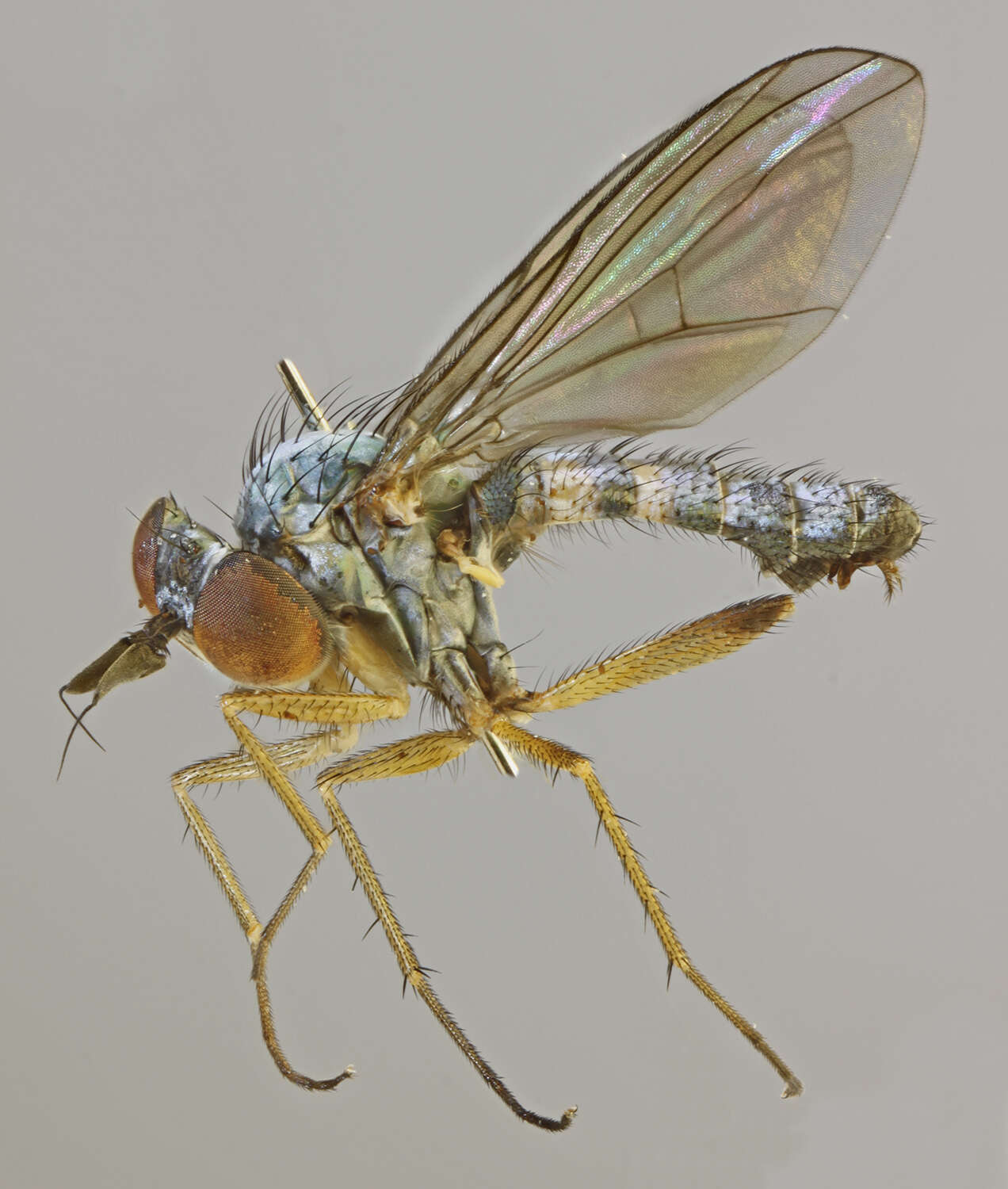 Image of Argyra perplexa Becker 1918