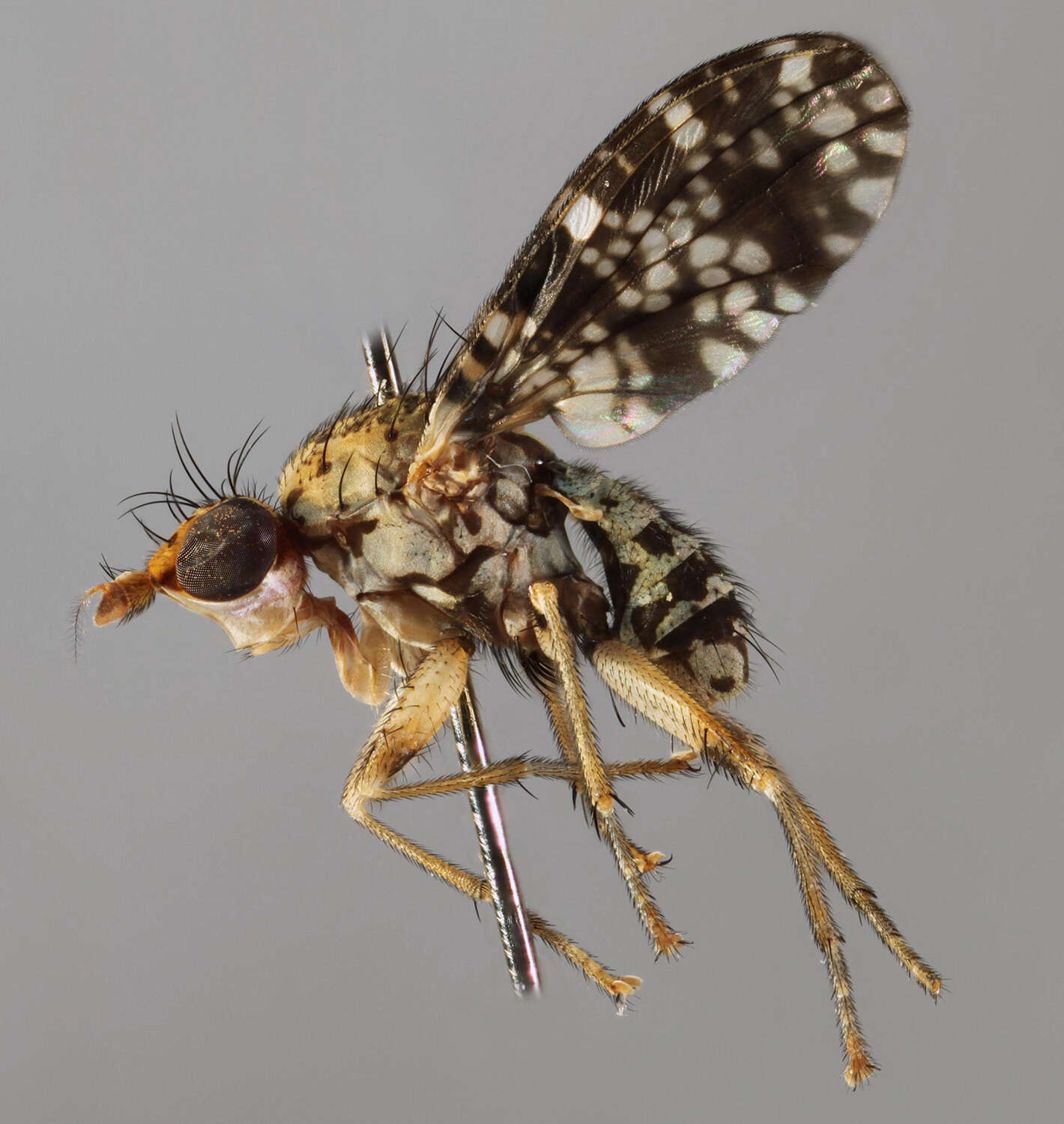 Image de Trypetoptera punctulata (Scopoli 1763)