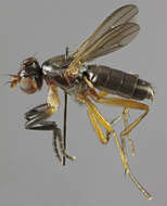 Image of Pteromicra angustipennis (Staeger 1845)