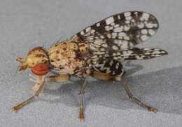 Image of Trypetoptera punctulata (Scopoli 1763)