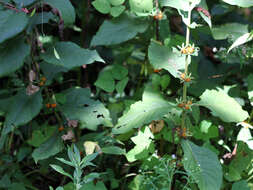 Image of orangefruit horse-gentian