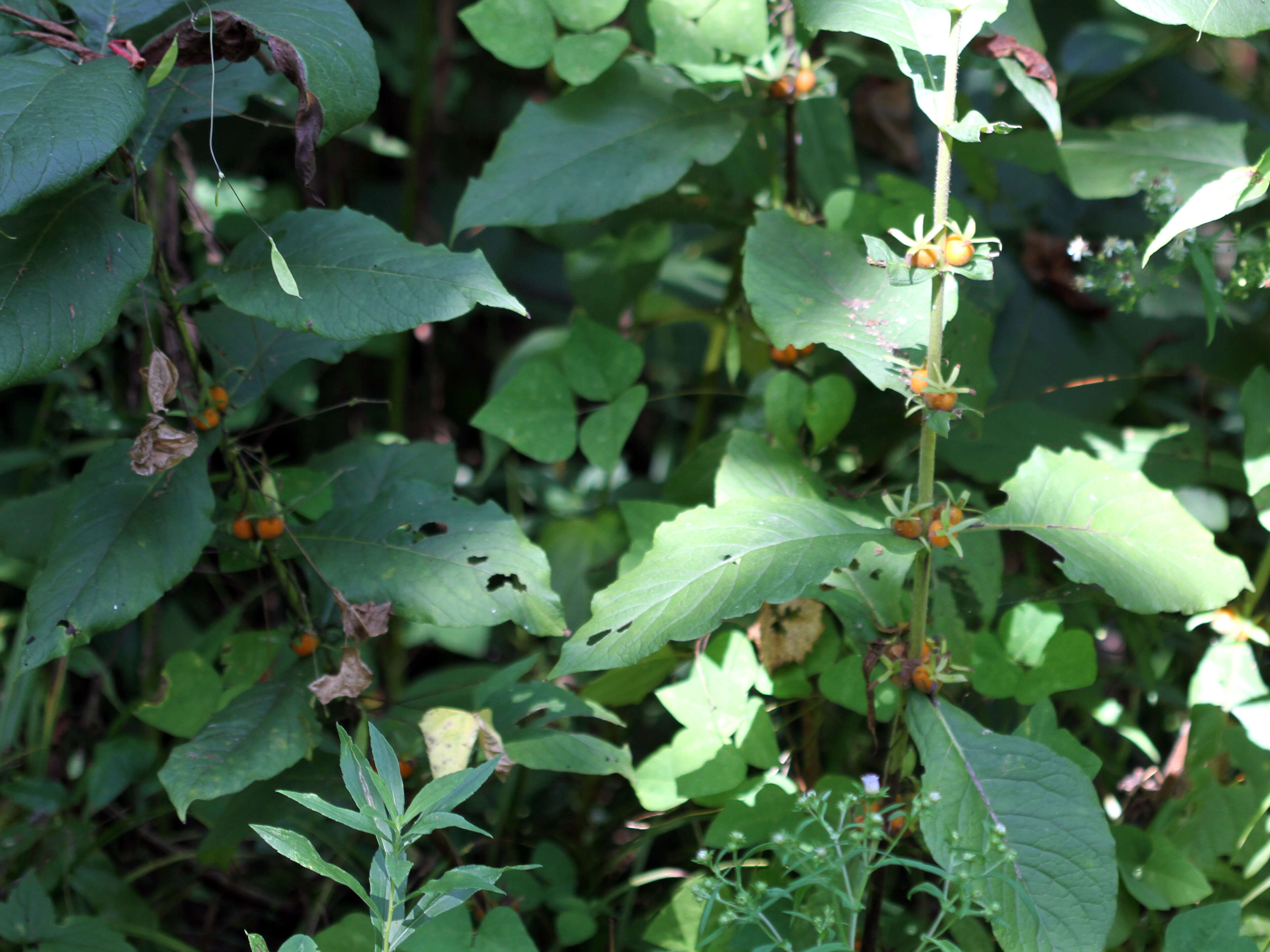 Triosteum aurantiacum E. P. Bickn. resmi