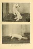 Image of ermine