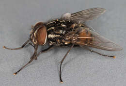 Image of House fly