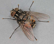 Image of House fly