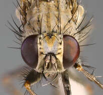 Image de Lispocephala erythrocera