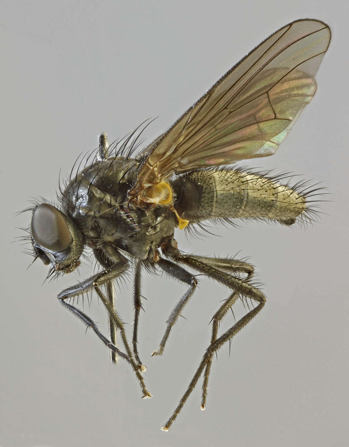 Image of Lophosceles cinereiventris (Zetterstedt 1845)