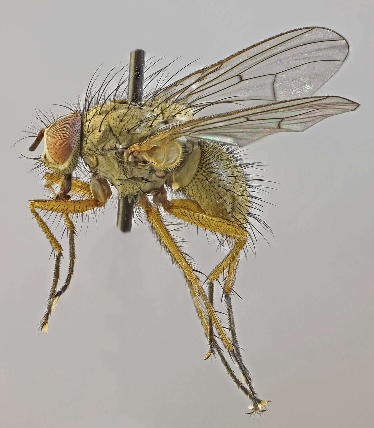 Image of Helina impuncta (Fallen 1825)