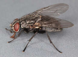 Image of House fly