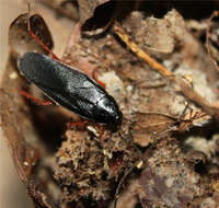 Image of Dark Wood Cockroach