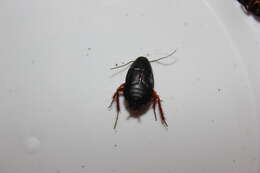 Image of Dark Wood Cockroach