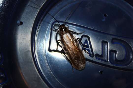 Image of Southern Wood Cockroach