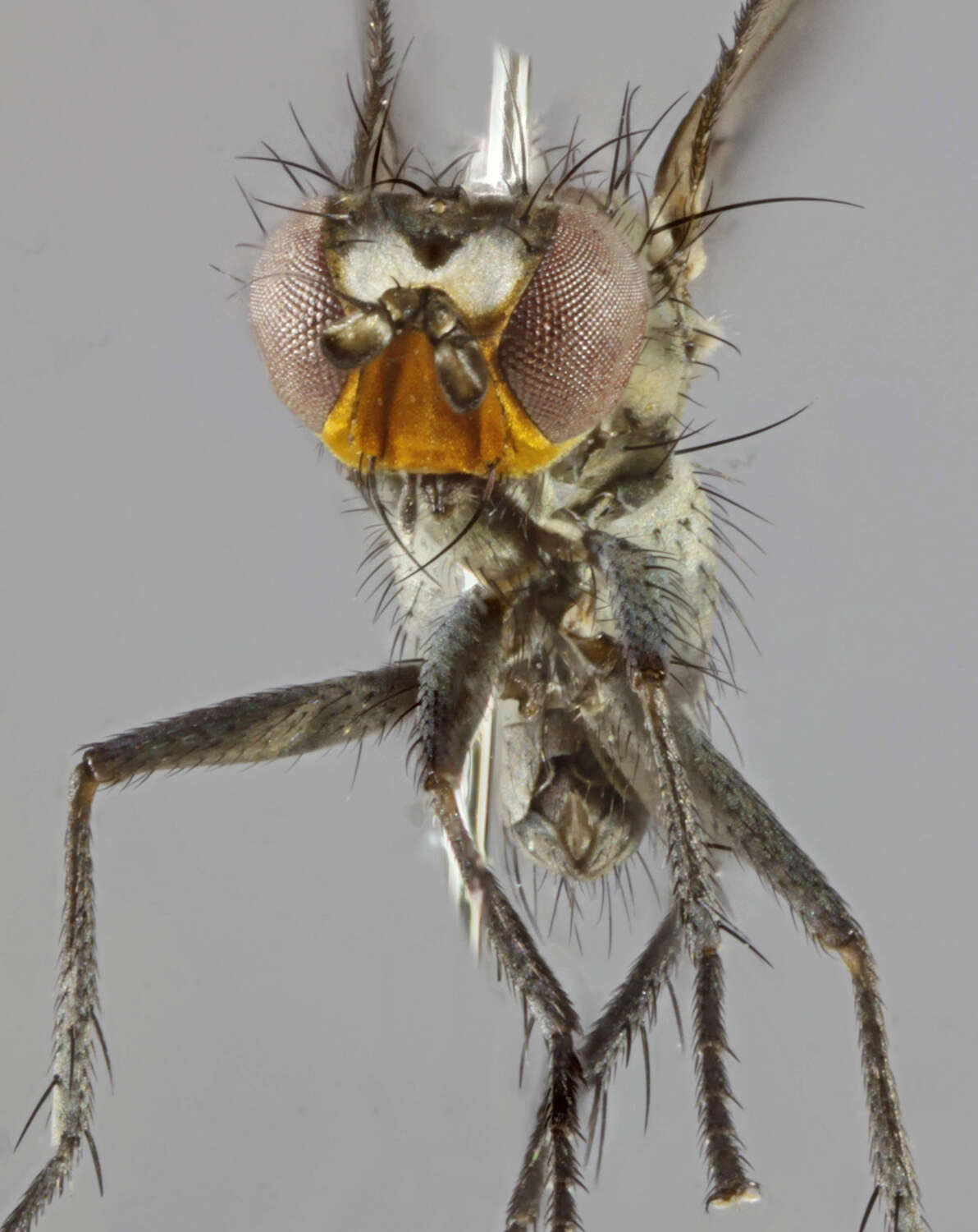 Image of Schoenomyza litorella (Fallen 1823)