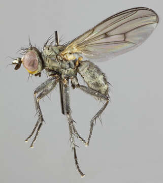 صورة Schoenomyza litorella (Fallen 1823)