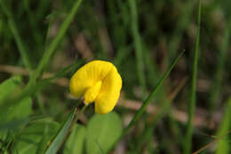 Image of Arachis duranensis Krapov. & W. C. Greg.